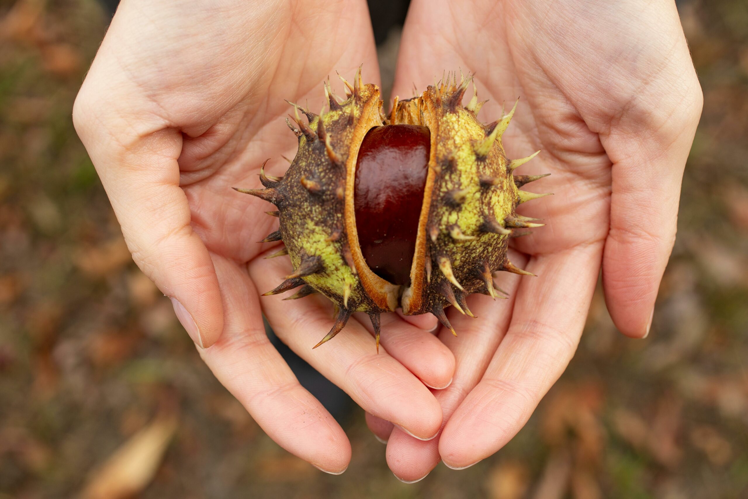 You are currently viewing 🌰 Vente de crème de marrons maison – Soutenez L’Envol tout en vous régalant ! 🌿